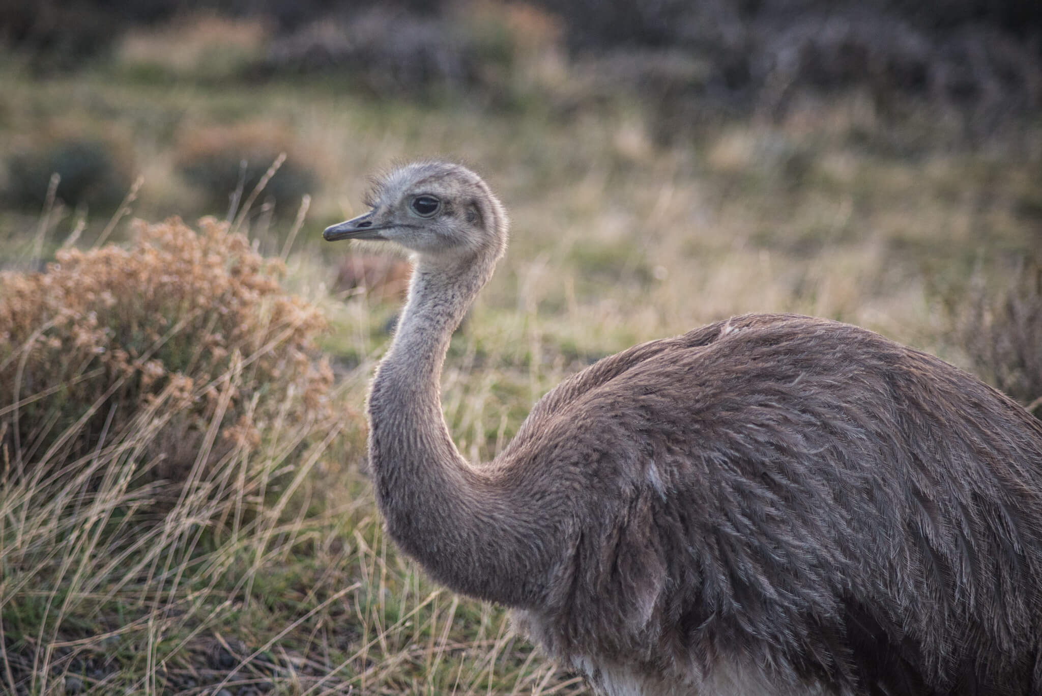 Wildlife in Patagonia: All You Need to Know